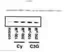 Fig. 02 - Adiponectin expression promoter