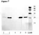 Fig. 09 - Isolated chimeric proteins of modified lumazine synthase