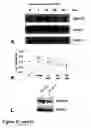 Fig. 35 - Methods of treating neurological conditions with hematopoeitic growth factors