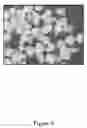Fig. 07 - Laminate Surface Layer Without an Overlay and Method of Manufacture