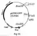 Fig. 02 - Expression vector with enhanced gene expression capacity and method for using the same