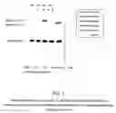Fig. 02 - NUCLEIC ACID DERIVATIVES AND METHODS OF USE