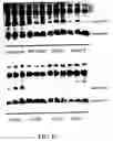 Fig. 12 - Methods for enhanced virus-mediated DNA transfer using molecules with virus- and cell-binding domains