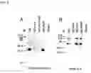 Fig. 07 - Nucleic acid and allergenic polypeptides encoded thereby in cashew nuts