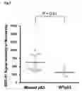 Fig. 07 - Method for Detecting p53 Dysfunction, Method for Molecular Diagnosis of Cancer and Method for Evaluating Compound Effective in Treating Cancer