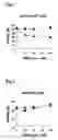 Fig. 08 - Method for Detecting p53 Dysfunction, Method for Molecular Diagnosis of Cancer and Method for Evaluating Compound Effective in Treating Cancer