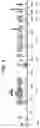 Fig. 07 - IDENTIFICATION OF AN ERBB2 GENE EXPRESSION SIGNATURE IN BREAST CANCERS