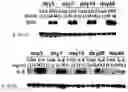 Fig. 01 - Method for Identifying Within a Mammal a DNA encoding a Physiologically Active Polypeptide