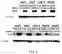 Fig. 05 - Method for Identifying Within a Mammal a DNA encoding a Physiologically Active Polypeptide