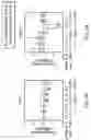Fig. 08 - Method for Identifying Within a Mammal a DNA encoding a Physiologically Active Polypeptide