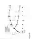 Fig. 18 - CD44 polypeptides, polynucleotides encoding same, antibodies directed thereagainst and method of using same for diagnosing and treating inflammatory diseases
