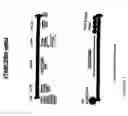 Fig. 02 - SENSE mRNA THERAPY