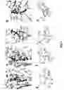 Fig. 04 - Methods and compositions to inhibit edema factor and adenylyl cyclase