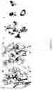 Fig. 11 - Methods and compositions to inhibit edema factor and adenylyl cyclase