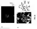 Fig. 42 - Methods and compositions to inhibit edema factor and adenylyl cyclase