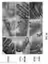 Fig. 59 - Methods and compositions to inhibit edema factor and adenylyl cyclase