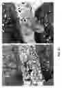 Fig. 61 - Methods and compositions to inhibit edema factor and adenylyl cyclase