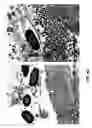 Fig. 62 - Methods and compositions to inhibit edema factor and adenylyl cyclase