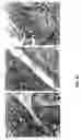 Fig. 63 - Methods and compositions to inhibit edema factor and adenylyl cyclase
