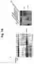 Fig. 02 - Pharmaceutical composition comprising thiacremonone for treating colon cancer
