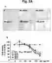 Fig. 04 - Pharmaceutical composition comprising thiacremonone for treating colon cancer