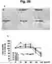 Fig. 05 - Pharmaceutical composition comprising thiacremonone for treating colon cancer