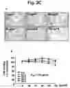 Fig. 06 - Pharmaceutical composition comprising thiacremonone for treating colon cancer