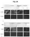 Fig. 07 - Pharmaceutical composition comprising thiacremonone for treating colon cancer