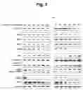 Fig. 09 - Pharmaceutical composition comprising thiacremonone for treating colon cancer