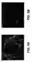 Fig. 07 - Bio-polymer and scaffold-sheet method for tissue engineering