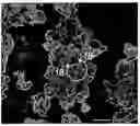 Fig. 01 - Functionalization of carbon nanoshperes by severe oxidative treatment