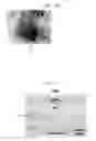 Fig. 09 - NONVOLATILE MEMORY DEVICES THAT INCLUDE AN INSULATING FILM WITH NANOCRYSTALS EMBEDDED THEREIN AND METHODS OF MANUFACTURING THE SAME