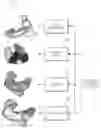 Fig. 01 - System and method for the analysis of basic ear canal taxonomy