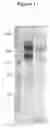 Fig. 02 - Cytotoxicity mediation of cells evidencing surface expression of MCSP