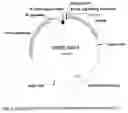 Fig. 02 - Method For the Production of a Keratin-Binding Effector Molecule