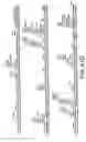 Fig. 65 - Antibody fragment-polymer conjugates and uses of same