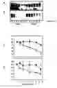 Fig. 01 - ALS-specific peptide composition