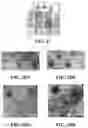 Fig. 15 - Methods of coating surfaces with nanoparticles and nanoparticle coated surfaces