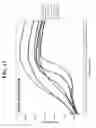 Fig. 12 - Probes and methods for hepatitis C virus typing using single probe analysis