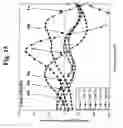 Fig. 16 - Probes and methods for hepatitis C virus typing using single probe analysis