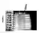 Fig. 06 - Full Karyotype Single Cell Chromosome Analysis