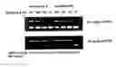 Fig. 01 - Methods and kits for detecting an enzyme capable of modifying a nucleic acid