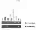 Fig. 50 - Marker molecules associated with lung tumors