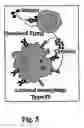 Fig. 04 - IN VITRO ASSAY FOR IDENTIFICATION OF ALLERGENIC PROTEINS
