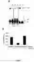 Fig. 10 - Selex and photoSELEX