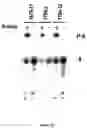 Fig. 22 - Selex and photoSELEX