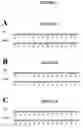 Fig. 02 - METHODS AND COMPOSITIONS FOR ANALYZING AHASL GENES