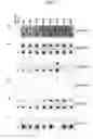 Fig. 07 - Method and composition for cancer diagnosis and treatment