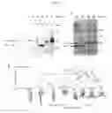 Fig. 08 - Method and composition for cancer diagnosis and treatment