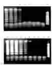 Fig. 01 - Method of synthesizing nucleic acid